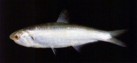 To FishBase images (<i>Thryssa chefuensis</i>, Chinese Taipei, by Shao, K.T.)