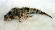 To FishBase images (<i>Thysanophrys cirronasa</i>, Australia, by Smith, B.)