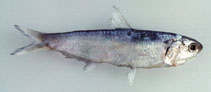 To FishBase images (<i>Thryssa encrasicholoides</i>, by Gloerfelt-Tarp, T.)