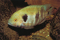 Image of Chuco godmanni (Southern checkmark cichlid)