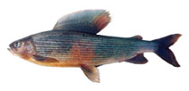 To FishBase images (<i>Thymallus grubii flavomaculatus</i>, by Knizhin, I.)