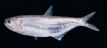 To FishBase images (<i>Thryssa hamiltonii</i>, Kuwait, by Randall, J.E.)