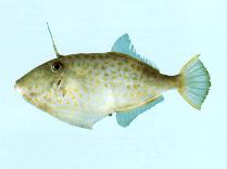 To FishBase images (<i>Thamnaconus hypargyreus</i>, by CSIRO)