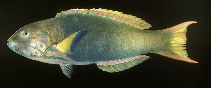 To FishBase images (<i>Thalassoma lutescens</i>, Australia, by Randall, J.E.)
