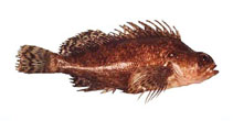 To FishBase images (<i>Threpterius maculosus</i>, Australia, by Good, P.)