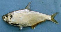 To FishBase images (<i>Thryssa malabarica</i>, Pakistan, by Osmany, H.B.)