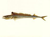 To FishBase images (<i>Thyrsitoides marleyi</i>, by CSIRO)