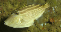To FishBase images (<i>Thamnaconus melanoproctes</i>, Oman, by Randall, J.E.)