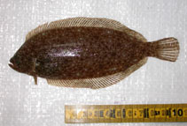 To FishBase images (<i>Thysanopsetta naresi</i>, Argentina, by Díaz de Astarloa, J.M.)