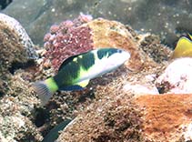 To FishBase images (<i>Thalassoma nigrofasciatum</i>, Indonesia, by Du, J.-G.)