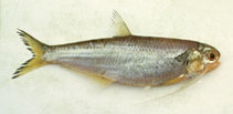 To FishBase images (<i>Thryssa setirostris</i>, by Gloerfelt-Tarp, T.)