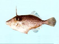 To FishBase images (<i>Thamnaconus tessellatus</i>, by CSIRO)