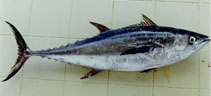 To FishBase images (<i>Thunnus tonggol</i>, Oman, by Hermosa, Jr., G.V.)