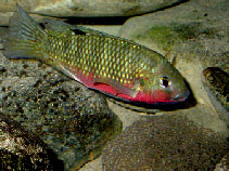 To FishBase images (<i>Tilapia guineensis</i>, by Melandri, G.)