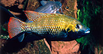Image of Tilapia guinasana (Otjikoto tilapia)
