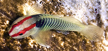 To FishBase images (<i>Tigrigobius harveyi</i>, Cayman Is., by Turner, E.)