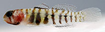 To FishBase images (<i>Tigrigobius pallens</i>, by Van Tassell, J.)