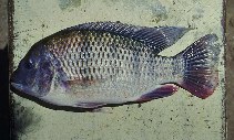 To FishBase images (<i>Tilapia rendalli</i>, by Lovshin, L.)