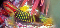 To FishBase images (<i>Tigrigobius rubrigenis</i>, Honduras, by Wilk, K.)