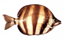 To FishBase images (<i>Tilodon sexfasciatum</i>, Australia, by Good, P.)