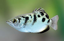 To FishBase images (<i>Toxotes chatareus</i>, Sri Lanka, by Ramani Shirantha)