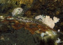 To FishBase images (<i>Tomicodon fasciatus</i>, Brazil, by Sazima, I.)