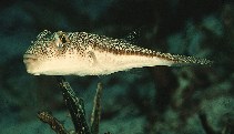 To FishBase images (<i>Torquigener flavimaculosus</i>, by Randall, J.E.)