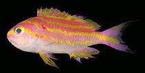 To FishBase images (<i>Tosanoides flavofasciatus</i>, Palau, by Pyle, R.L.)