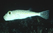 To FishBase images (<i>Torquigener florealis</i>, Hawaii, by Randall, J.E.)