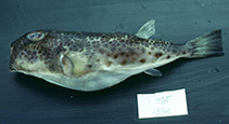 To FishBase images (<i>Torquigener gloerfelti</i>, Indonesia, by Gloerfelt-Tarp, T.)
