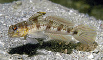 To FishBase images (<i>Tomiyamichthys gomezi</i>, Philippines, by Allen, G.R.)