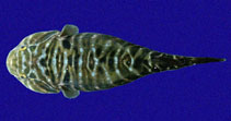To FishBase images (<i>Tomicodon humeralis</i>, Mexico, by Allen, G.R.)