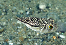 To FishBase images (<i>Torquigener hypselogeneion</i>, Indonesia, by Ryanskiy, A.)