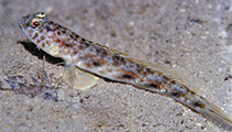 To FishBase images (<i>Tomiyamichthys lanceolatus</i>, Philippines, by Allen, G.R.)