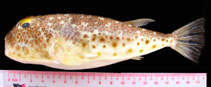 To FishBase images (<i>Torquigener pallimaculatus</i>, by Tran, H.H.)