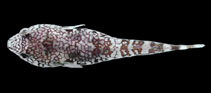 To FishBase images (<i>Tomicodon petersii</i>, Panama, by Allen, G.R.)