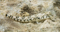 To FishBase images (<i>Tomicodon rupestris</i>, Bahamas, by Johnson, L.)