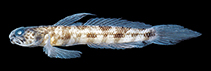 To FishBase images (<i>Tomiyamichthys zonatus</i>, Papua New Guinea, by Allen, G.R.)