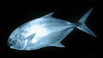 To FishBase images (<i>Trachinotus africanus</i>, South Africa, by Randall, J.E.)