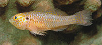 To FishBase images (<i>Trimma agrena</i>, Indonesia, by Allen, G.R.)