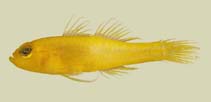 To FishBase images (<i>Trimma anthrenum</i>, Fiji, by Winterbottom, R.)