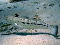 To FishBase images (<i>Trachinus araneus</i>, Italy, by Pillon, R.)