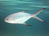 To FishBase images (<i>Trachinotus baillonii</i>, Maldives, by Patzner, R.)
