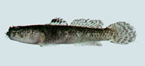 To FishBase images (<i>Tridentiger barbatus</i>, Chinese Taipei, by The Fish Database of Taiwan)