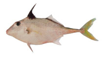 To FishBase images (<i>Triacanthus biaculeatus</i>, by Iranian Fisheries Research Organization (IFRO))