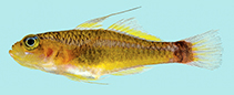 To FishBase images (<i>Trimma burridgeae</i>, Palau, by Winterbottom, R.)