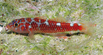 To FishBase images (<i>Trimma caesiura</i>, Micronesia, by Allen, G.R.)