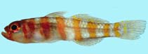 Image of Trimma cana (Candy-cane pygmy goby)