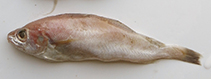 Image of Trisopterus capelanus 