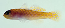 To FishBase images (<i>Trimma caudipunctatum</i>, Ryukyu Is., by Senou, H.)